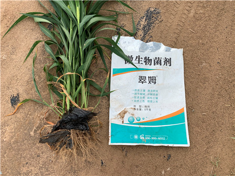 微生物菌劑，拉姆拉，翠姆