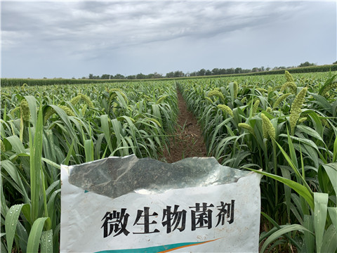 微生物菌劑，拉姆拉，翠姆