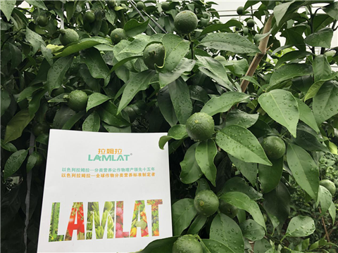 水溶肥，拉姆拉，翠姆