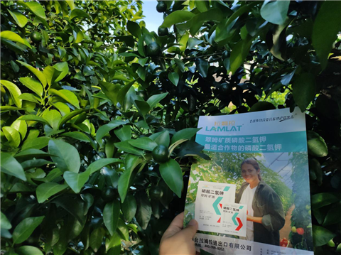 水溶肥，拉姆拉，翠姆