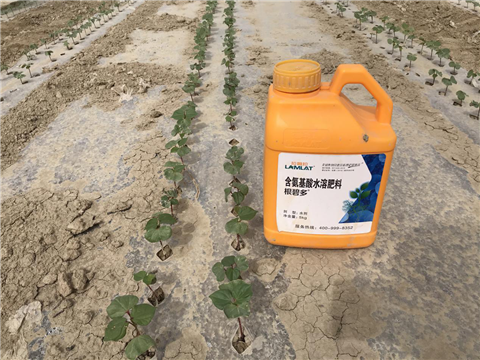水溶肥，拉姆拉，翠姆