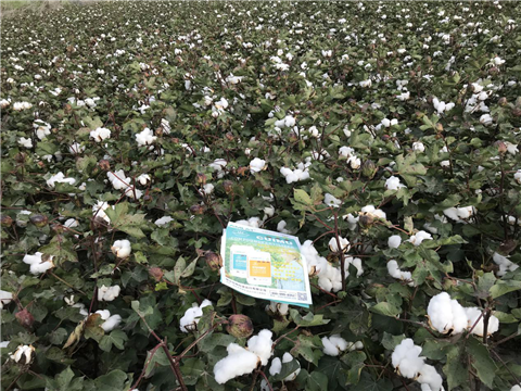 水溶肥，拉姆拉，翠姆