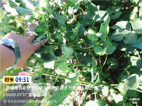 水溶肥，拉姆拉，翠姆