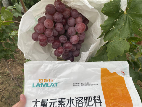 大量元素水溶肥，拉姆拉，翠姆