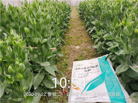 大量元素水溶肥，拉姆拉，翠姆