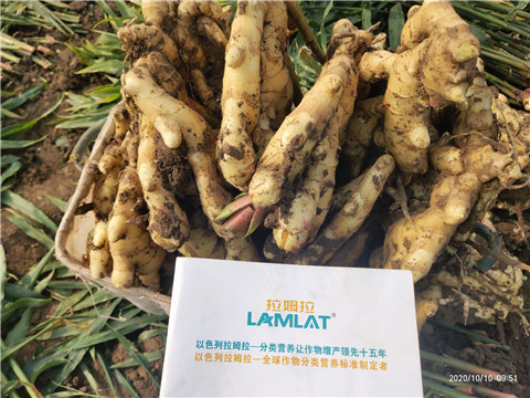 水溶肥，拉姆拉，翠姆