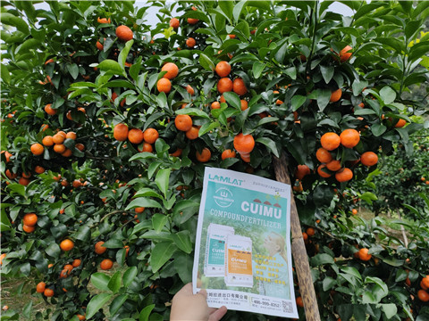 顆粒水溶肥，拉姆拉，翠姆