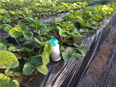 葉面肥，拉姆拉，翠姆