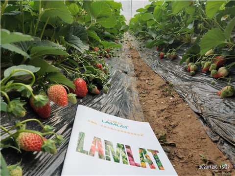 葉面肥，拉姆拉，翠姆