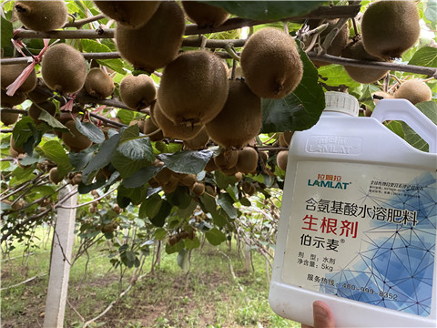 進口水溶肥，拉姆拉，伯示麥