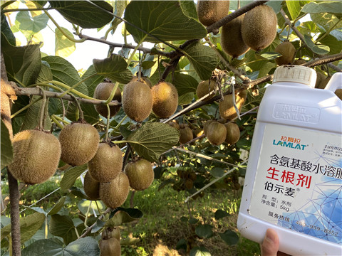 進口水溶肥，拉姆拉，伯示麥