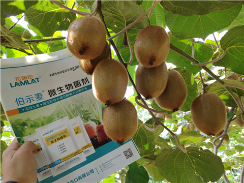 進口水溶肥，拉姆拉，伯示麥