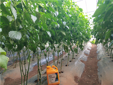 滴灌肥，拉姆拉，翠姆