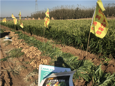 水溶肥，拉姆拉，翠姆