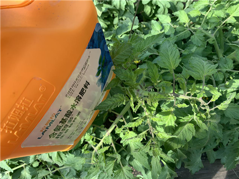 水溶肥，拉姆拉，翠姆