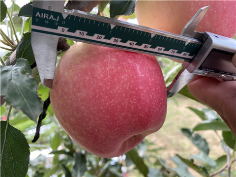 大量元素水溶肥，拉姆拉，翠姆