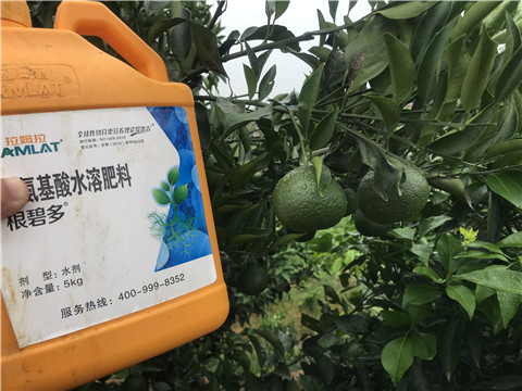 水溶肥，拉姆拉，翠姆