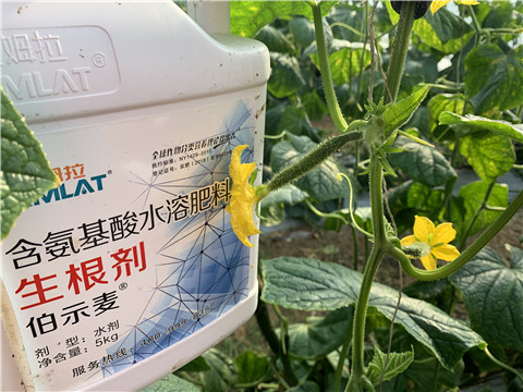 水溶肥，拉姆拉，伯示麥