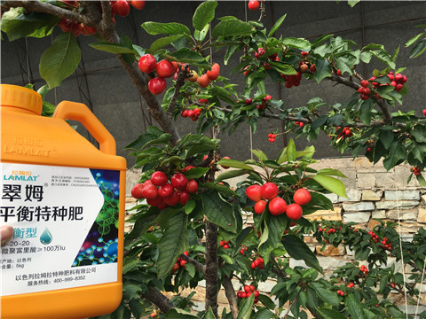 水溶肥，拉姆拉，翠姆