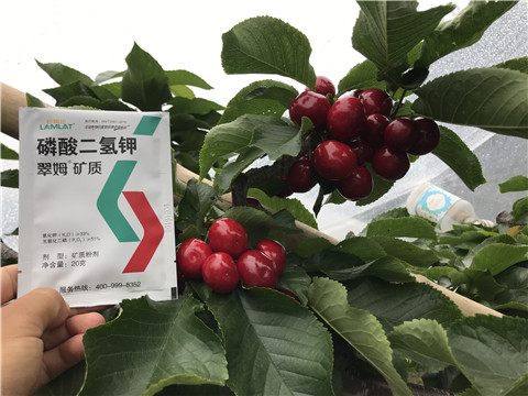 水溶肥，拉姆拉，翠姆