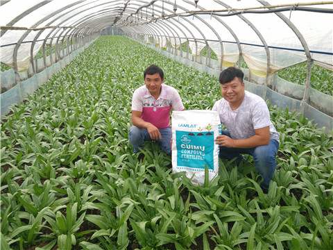 水溶肥，拉姆拉，翠姆