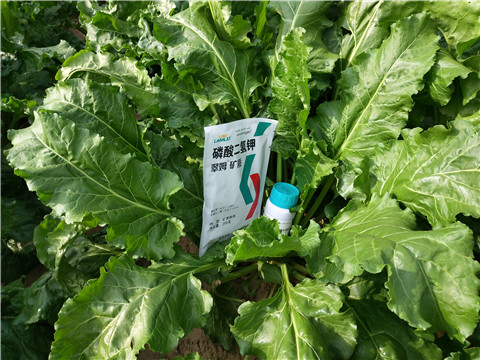 水溶肥，拉姆拉，翠姆