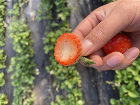 水溶肥，拉姆拉，翠姆