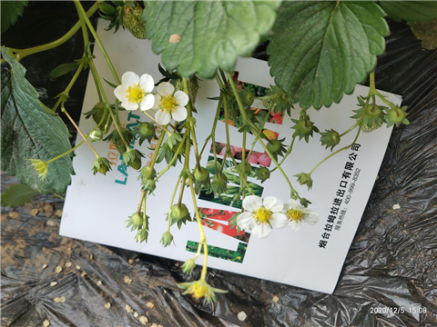 水溶肥，拉姆拉，翠姆