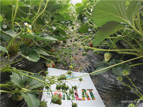 水溶肥，拉姆拉，翠姆