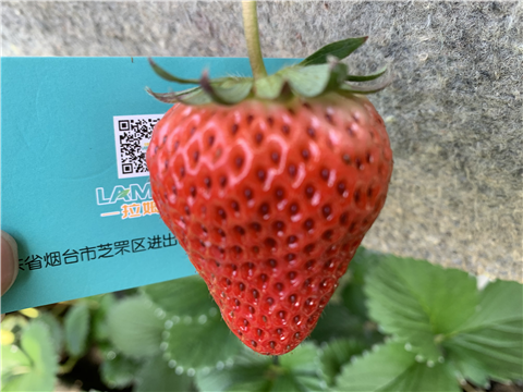 水溶肥，拉姆拉，翠姆