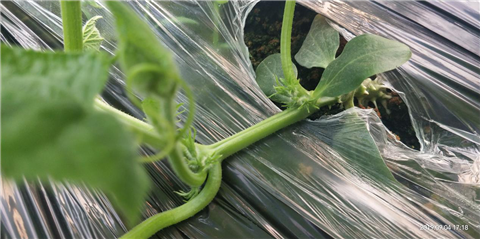 微生物菌劑，拉姆拉，翠姆