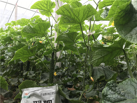 微生物菌劑，拉姆拉，翠姆