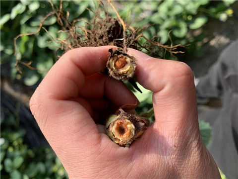 水溶肥，拉姆拉，翠姆