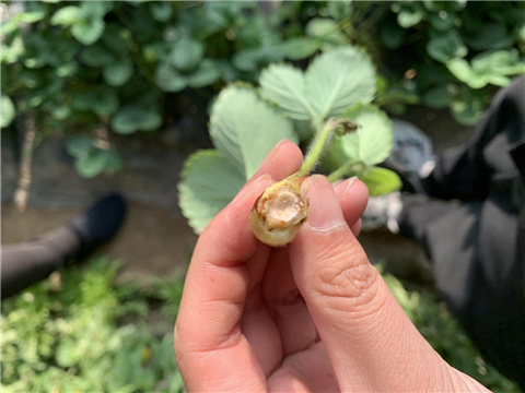 水溶肥，拉姆拉，翠姆