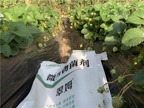 水溶肥，拉姆拉，翠姆