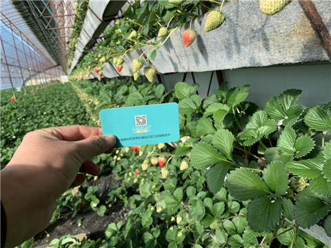 水溶肥，拉姆拉，翠姆