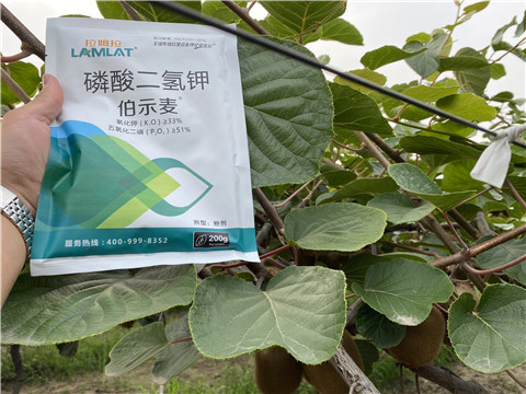 磷酸二氫鉀，拉姆拉，伯示麥