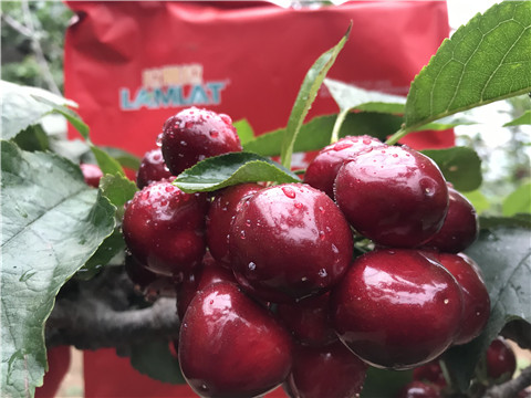 大量元素水溶肥，拉姆拉，翠姆