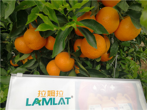 葉面肥，拉姆拉，翠姆