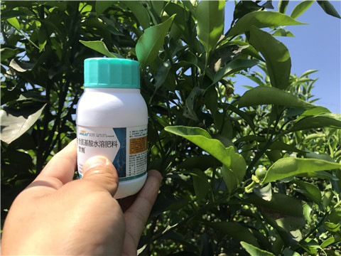 葉面肥，拉姆拉，翠姆