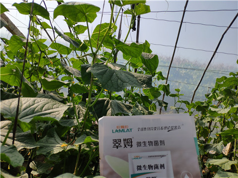 水溶肥，拉姆拉，翠姆