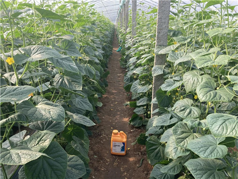 作物施肥管理，拉姆拉，翠姆