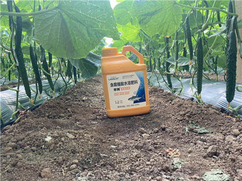 作物施肥管理，拉姆拉，翠姆