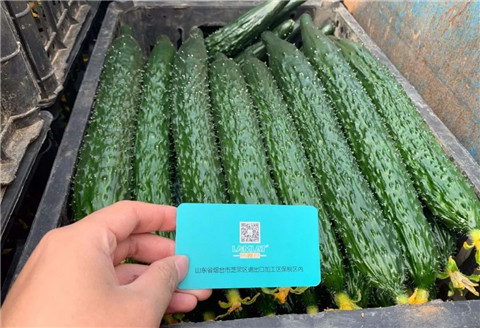 作物施肥管理，拉姆拉，翠姆