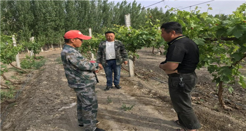 葉面肥，拉姆拉，翠姆