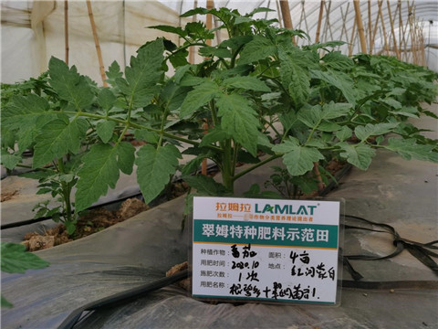 水溶肥，拉姆拉，翠姆