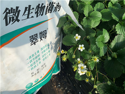 微生物菌劑，拉姆拉，翠姆