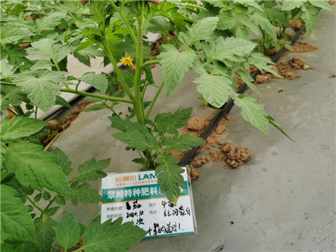 水溶肥，拉姆拉，翠姆