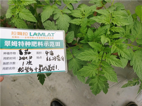 水溶肥，拉姆拉，翠姆