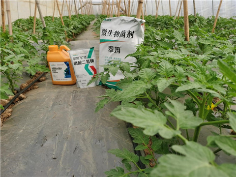 水溶肥，拉姆拉，翠姆